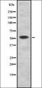 Paired Box 7 antibody, orb336921, Biorbyt, Western Blot image 