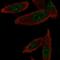 Gem Nuclear Organelle Associated Protein 6 antibody, HPA035727, Atlas Antibodies, Immunofluorescence image 