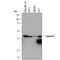 Calponin 1 antibody, MAB7900, R&D Systems, Western Blot image 