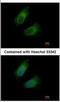 Glutamic-Oxaloacetic Transaminase 2 antibody, NBP2-16708, Novus Biologicals, Immunofluorescence image 