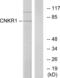 Connector enhancer of kinase suppressor of ras 1 antibody, abx013746, Abbexa, Western Blot image 