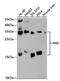 Nerve Growth Factor antibody, MBS125020, MyBioSource, Western Blot image 