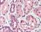 BCL2 Related Protein A1 antibody, orb86685, Biorbyt, Immunohistochemistry paraffin image 