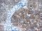 Insulin Like Growth Factor 2 MRNA Binding Protein 2 antibody, MA5-25131, Invitrogen Antibodies, Immunohistochemistry frozen image 