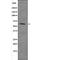 SMAD Family Member 4 antibody, PA5-64712, Invitrogen Antibodies, Western Blot image 