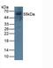  antibody, abx130871, Abbexa, Western Blot image 