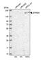 Zinc finger protein 654 antibody, PA5-57557, Invitrogen Antibodies, Western Blot image 