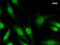 SRY-Box 5 antibody, LS-C342787, Lifespan Biosciences, Immunofluorescence image 