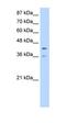 Poly(RC) Binding Protein 4 antibody, orb330150, Biorbyt, Western Blot image 