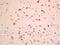 Testis-specific basic protein Y 2 antibody, orb155863, Biorbyt, Immunohistochemistry paraffin image 