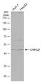 Cytochrome P450 Family 2 Subfamily J Member 2 antibody, GTX114064, GeneTex, Western Blot image 
