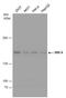 Structural Maintenance Of Chromosomes 4 antibody, GTX130650, GeneTex, Western Blot image 