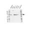 Mitochondrial Antiviral Signaling Protein antibody, VPA00282, Bio-Rad (formerly AbD Serotec) , Western Blot image 