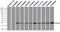 Crystallin Alpha B antibody, LS-C114681, Lifespan Biosciences, Immunoprecipitation image 