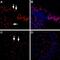 LPA4 antibody, PA5-77479, Invitrogen Antibodies, Immunohistochemistry paraffin image 