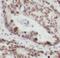 Lupus La protein antibody, FNab08246, FineTest, Immunohistochemistry frozen image 