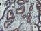 Archain 1 antibody, NBP2-01791, Novus Biologicals, Immunohistochemistry frozen image 