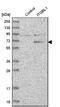 Integrin Subunit Beta Like 1 antibody, NBP1-82473, Novus Biologicals, Western Blot image 