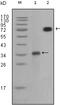Ret Proto-Oncogene antibody, 32-210, ProSci, Western Blot image 