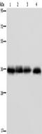 F11 Receptor antibody, TA350102, Origene, Western Blot image 