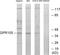 Purinergic Receptor P2Y14 antibody, LS-C120603, Lifespan Biosciences, Western Blot image 