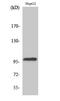 DNA Topoisomerase III Beta antibody, A10446-1, Boster Biological Technology, Western Blot image 