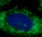 Mitochondrial Ribosomal Protein L58 antibody, FNab04113, FineTest, Immunofluorescence image 