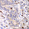 S100 Calcium Binding Protein A12 antibody, 14-463, ProSci, Immunohistochemistry paraffin image 
