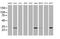 Nucleic Acid Binding Protein 2 antibody, MA5-25801, Invitrogen Antibodies, Western Blot image 