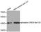 CAMP Responsive Element Binding Protein 1 antibody, TA333185, Origene, Western Blot image 