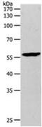 Matrix Metallopeptidase 27 antibody, PA5-49724, Invitrogen Antibodies, Western Blot image 