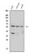 Sequestosome 1 antibody, PA1955, Boster Biological Technology, Western Blot image 