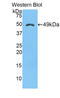 Alpha-1-Microglobulin/Bikunin Precursor antibody, abx129510, Abbexa, Western Blot image 