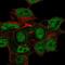 Chondroitin Sulfate Proteoglycan 5 antibody, NBP2-58590, Novus Biologicals, Immunocytochemistry image 
