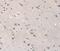 Solute Carrier Family 6 Member 7 antibody, PA5-50765, Invitrogen Antibodies, Immunohistochemistry frozen image 