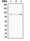 TNF Alpha Induced Protein 3 antibody, LS-C352948, Lifespan Biosciences, Western Blot image 