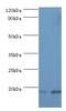 Fibroblast Growth Factor 1 antibody, MBS1499541, MyBioSource, Western Blot image 