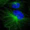 Proteasome Subunit Alpha 3 antibody, HPA000905, Atlas Antibodies, Immunofluorescence image 