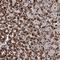 MORN Repeat Containing 3 antibody, HPA038710, Atlas Antibodies, Immunohistochemistry paraffin image 