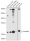 SH3 Domain Binding Glutamate Rich Protein Like antibody, 16-974, ProSci, Western Blot image 