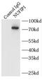 Nuclear FMR1 Interacting Protein 1 antibody, FNab05910, FineTest, Immunoprecipitation image 