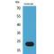 BCL2 Interacting Protein 3 antibody, LS-C386911, Lifespan Biosciences, Western Blot image 