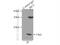 Iron-Sulfur Cluster Assembly Enzyme antibody, 14812-1-AP, Proteintech Group, Immunoprecipitation image 