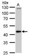 PBX Homeobox 3 antibody, GTX103387, GeneTex, Western Blot image 