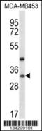 TATA-Box Binding Protein Associated Factor 9b antibody, 57-780, ProSci, Western Blot image 