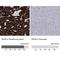 Paired Box 9 antibody, NBP1-89481, Novus Biologicals, Immunohistochemistry paraffin image 