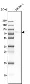 G Protein Signaling Modulator 2 antibody, HPA007327, Atlas Antibodies, Western Blot image 