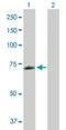 Phosphoglucomutase 2 Like 1 antibody, H00283209-B01P, Novus Biologicals, Western Blot image 