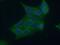Syntaxin 7 antibody, 12322-1-AP, Proteintech Group, Immunofluorescence image 