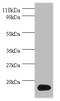 ISG15 Ubiquitin Like Modifier antibody, A53056-100, Epigentek, Western Blot image 